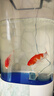 森森（SUNSUN）錦鯉魚飼料觀賞魚金魚飼料專用魚糧增色不渾水魚食錦鯉專用 綜合營養(yǎng)3mm中顆粒 5斤裝 曬單實拍圖