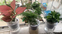 植導(dǎo)引力綠植小盆栽懶人吸水盆室內(nèi)桌面好養(yǎng)植物綠蘿發(fā)財(cái)樹(shù)多款任選 梔子花+早安吸水盆 曬單實(shí)拍圖