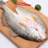 仙泉湖三去斑點尾鱸魚1斤單條凈膛后冷凍肉厚刺少 海鮮水產(chǎn)生鮮食材 曬單實拍圖