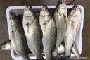 拓航反底釣串鉤浮漂管翻轉鉤釣組成品魚(yú)鉤子線(xiàn)全套反底釣串鉤三鉤綁好 反底釣串鉤綁【1付】 伊勢尼有刺4號 曬單實(shí)拍圖