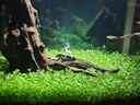 boxtech變焦水族射燈原生南美魚(yú)缸燈三湖水草龜缸LED燈夾燈夜燈三色燈 3W旋鈕款黃白三色-可夾1.9cm內(nèi)玻璃變焦 曬單實(shí)拍圖