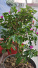 三角梅盆栽花苗綠植物重瓣庭院陽(yáng)臺爬藤攀援植物花卉樹(shù)苗盆景 三角梅8年苗【開(kāi)花多多】 曬單實(shí)拍圖