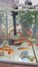 AIPHAROW黃金龍鳳錦鯉魚(yú)懶人魚(yú)好養耐活冷水小黃金活體觀(guān)賞魚(yú)活體黑色錦鯉 4-6CM草金魚(yú)10條 曬單實(shí)拍圖