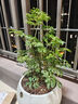 孫凱（SUNKAI）羽葉福祿桐客廳植物盆栽室內綠植發(fā)財樹(shù)樹(shù)樁四季常青 羽葉福祿桐 含盆 曬單實(shí)拍圖