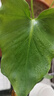 春羽水培植物室內(nèi)綠植花卉客廳四季好養(yǎng)驅(qū)蚊植物水養(yǎng)辦公室盆栽花 單發(fā)植物-春羽20-25cm【1棵】 曬單實(shí)拍圖