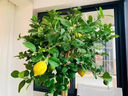 靜黛軒香水檸檬樹盆栽帶果客廳綠植大型植物室內(nèi)陽(yáng)臺(tái)祿植四季好養(yǎng)除甲醛 精品檸檬樹1.4-1.5m【白色鉆石盆】 曬單實(shí)拍圖