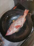 紅石斑魚(yú)鮮活冷凍刺少肉厚大紅魚(yú)龍膽富貴魚(yú)深海海魚(yú)大魚(yú)新鮮海鮮 紅石斑魚(yú)1.8斤-2斤/條 鮮活速凍超大紅石斑魚(yú)1條 曬單實(shí)拍圖
