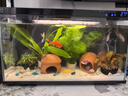 瘋狂水草陶罐海螺貝殼白沙魚(yú)缸造景擺件裝飾全套適合米家魚(yú)缸造景套餐一體 曬單實(shí)拍圖