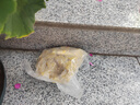 兜逛介家黃辣丁專(zhuān)用餌料羊油龍蝦魚(yú)蝦網(wǎng)籠顆粒小餅子黃鱔河蝦抓蝦魚(yú)網(wǎng)籠 羊油小餅子【500克*2包】共1kg 曬單實(shí)拍圖