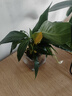 紅掌盆栽白粉掌一帆風(fēng)順帶花特大號(hào)花卉室內(nèi)客廳面水培植物好養(yǎng) 約30cm白掌-方缸玻璃 帶盆栽好 曬單實(shí)拍圖