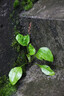 ulanzi（優(yōu)籃子） 相機(jī)清潔套裝全畫(huà)幅半畫(huà)幅清潔濕布棉簽鏡頭擦拭紙清潔劑氣吹收納桶 半畫(huà)幅清潔棒【6根裝·建議搭配清潔套裝使用】 曬單實(shí)拍圖