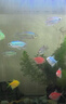 公魚剛果美人魚 5-7CM淡水小型寵物觀賞魚彩虹群游小魚好養(yǎng)耐活 【公魚】剛果美人5-7CM(5條裝) 曬單實(shí)拍圖