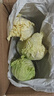 云南高山娃娃菜新鮮當(dāng)季娃娃菜3顆裝新鮮蔬菜生鮮 新鮮娃娃菜1*(3棵)*1包 曬單實拍圖