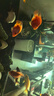 活體寵物血紅鸚鵡魚淡水中大型熱帶觀賞魚元寶發(fā)財(cái)魚鸚鵡魚活體魚紅財(cái)神魚 7-9cm紅鸚鵡6條 曬單實(shí)拍圖