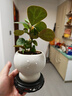 八芽小盼菩提樹(shù)盆栽植物室內(nèi)禪意盆景辦公室桌面好養(yǎng)凈化空氣觀葉綠植 小盼菩提-月光雙球盆-密胺托盤(pán) 帶盆栽好 曬單實(shí)拍圖