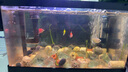 BARBAROUS GROWTH2025新款家用亞克力一體透明觀賞金魚(yú)缸小型客廳桌面塑料溪流造景 中號(hào)【底排缸】 黑色-【高清一體式魚(yú)缸】 曬單實(shí)拍圖