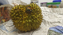 【官方大藥房直售】老夫子草本抑菌乳膏瘙癢 可搭老夫子藥膏皮膚瘙癢外用止癢抑菌皮炎濕疹濕癢水泡真菌感染 買二贈三【發(fā)五盒】＋棉簽 金色款 曬單實(shí)拍圖