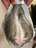 黃小漁三去海鱸魚(yú)2斤/2條 開(kāi)背鱸魚(yú) 生鮮 魚(yú)類(lèi) 海鮮水產(chǎn)夜宵燒烤食材 曬單實(shí)拍圖