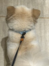 puppytie狗狗項圈狗圈小型犬脖圈大型犬頸圈皮質(zhì)中型泰迪寵物用品 青 S-小型 曬單實(shí)拍圖
