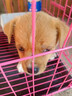 麥基樂(lè)中華田園犬五黑犬黃狗白面虎斑四眼鐵包金土松幼犬活體 田園級(jí) 黃狗 公 曬單實(shí)拍圖