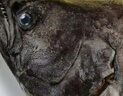 賣魚七郎深海鰈魚 格陵蘭比目魚蝶魚 鴉片魚頭鰈魚身生鮮魚類 格陵蘭鰈魚頭 1kg /只 曬單實拍圖