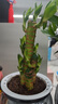 綠有意綠植盆栽桌面水培綠植辦公室植物懶人好養(yǎng)盆景水養(yǎng)植物 【3盆自選綠植花卉】品種備注 含盆 曬單實拍圖