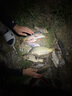 龍王恨魚(yú)餌藍鯽青春版X5新三樣教練團自制鯽魚(yú)餌料四季野釣黑坑鯽魚(yú)配方 藍鯽X5·腥動(dòng)力【300克】 曬單實(shí)拍圖