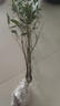 南天竹水培植物室內(nèi)水養(yǎng)花卉火焰盆景綠植客廳辦公室桌面好養(yǎng)盆栽 南天竹50-60厘米3株（不含盆） 曬單實拍圖