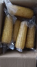 京鮮生 東北黃糯玉米250g*10棒 新鮮甜糯玉米棒真空包裝粘玉米 源頭直發(fā) 曬單實(shí)拍圖
