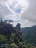 羅漢松大樹樹苗基地直銷雀舌盆景大型庭院綠植常青花卉造型大樹 羅漢松直徑2公分帶大土球 曬單實拍圖