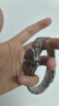 雙獅手表男全自動機(jī)械表中小表盤原裝進(jìn)口官方旗艦店正品商務(wù)腕表日本 深藍(lán)盤高品質(zhì)男表（中英文日歷） 39mm 經(jīng)典尺寸 曬單實(shí)拍圖