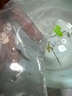 CRAZY PLANT大型孔雀魚大號5cm觀賞魚活魚苗熱帶淡水耐活金魚特大號精品鳳尾 夢幻調(diào)色盤藝術(shù)家組合（共8條） 曬單實拍圖