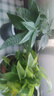 辦公室綠植桌面小盆栽水培客廳室內開(kāi)花好養發(fā)財樹(shù)綠蘿辦公桌花卉 發(fā)財樹(shù)+灰透吸水盆 含盆 曬單實(shí)拍圖