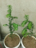 南方紅豆杉樹(shù)苗地栽景凈化空氣大型庭院植物正曼迪亞紅豆杉苗盆景 多分支已授粉20-30厘米2棵【成活】 不含盆 曬單實(shí)拍圖