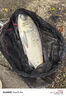 BKK無結(jié)子線雙鉤鰱鳙鰱關(guān)東青草魚黑坑競技專用雙鉤成品大物魚鉤 曬單實拍圖