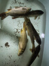 臻佑（Grsaed）魚(yú)餌顆粒套裝誘餌皮筋顆粒餌料青草鯉鯽黑鯇大魚(yú)爆炸鉤釣餌魚(yú)餌料 鯉魚(yú)顆粒200g（含紅薯膏20ml） 曬單實(shí)拍圖