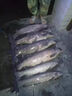 東強(qiáng)釣魚(yú)小藥大全黑坑野釣魚(yú)餌料鯽魚(yú)草鯉魚(yú)千里香果酸添加開(kāi)口誘魚(yú)劑 專攻鯉魚(yú)小藥 曬單實(shí)拍圖