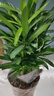 羅漢松綠植小盆栽 凈化空氣防輻射會(huì )議室辦公室桌面陽(yáng)臺植物 基地培育盆1盆 約15-25cm 曬單實(shí)拍圖