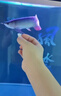 印尼紅龍魚(yú)活體魚(yú)辣椒紅龍超血紅龍金龍魚(yú)活魚(yú)龍魚(yú)小魚(yú)熱帶觀(guān)賞魚(yú) 極品——赤血紅龍魚(yú)【包發(fā)色】 18-20cm【證書(shū)芯片齊全】包發(fā)色 曬單實(shí)拍圖