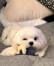 珞特思LOTUS蓮花狗糧鴨肉甜薯成犬幼犬全階段通用進口烘焙犬糧 鴨肉甜薯小顆粒10磅[到26年6月] 曬單實拍圖