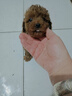 夢(mèng)茜兒純種泰迪幼犬活體寵物狗狗茶杯犬灰泰迪小狗狗貴賓犬泰迪狗幼崽 寵物級 家養款 公 曬單實(shí)拍圖