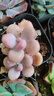 墨一【送貨上門(mén)】多肉植物帶盆組合套裝多肉辦公室綠植花卉教師節禮物 白月影【塑料盆栽好】 曬單實(shí)拍圖