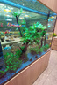 接吻魚(yú)熱帶觀(guān)賞魚(yú)淡水活體魚(yú)苗好養耐活小型熱帶魚(yú)親嘴魚(yú)寵物金魚(yú) 4-5cm接吻魚(yú)2條 曬單實(shí)拍圖