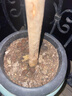 正宗紅油香椿樹(shù)苗可食用香春芽樹(shù)苗陽(yáng)臺可種香春香椿芽新鮮包活 紅油香椿 精品8苗一顆【2.2cm粗】 曬單實(shí)拍圖