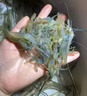 老偏方抓河蝦餌料河蝦誘餌強力誘食劑老偏方爆籠餌料捕蝦靈魚(yú)蝦黃鱔通用 1包裝 曬單實(shí)拍圖