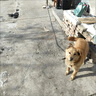 栓狗鐵鏈子大型犬304不銹鋼鐵鏈子狗加粗加長(zhǎng)中小型犬防咬狗鏈子 3mm粗2米長(zhǎng) 曬單實(shí)拍圖