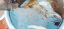 本諾2025新款硬殼魚(yú)竿包釣魚(yú)包防水多功能漁具包收納包路亞竿包魚(yú)桿包 專(zhuān)模硬殼【黑武士】126*9*9cm 曬單實(shí)拍圖