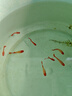 魚(yú)官兒 純種孔雀魚(yú)活體熱帶魚(yú)觀(guān)賞魚(yú)鳳尾魚(yú)淡水繁殖孕母孔雀適合新手養 鴻運當頭孔雀魚(yú)1對 曬單實(shí)拍圖