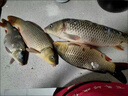 小鳳仙進口成品線組套裝4卷裝全套鯽鰱鳙魚線主線強拉力臺釣綁好釣魚線 7.2m【4卷裝八字環(huán)款】+盒子剪刀 3 曬單實拍圖