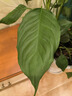 插畫(huà)2小時(shí)速達綠植發(fā)財樹(shù)客廳辦公室內大型盆栽開(kāi)業(yè)喬遷全國同城配送 萬(wàn)年青60cm（含盆） 曬單實(shí)拍圖